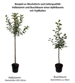 Biesterfelder Renette Malus Domestica -Qualitätspflanzenladen 0 Baumformen Buschbaum und HalbstammS5vYIQ31hIXZM