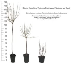 Tatjana, Grün, Fast Stachellos Ribes Uva-crispa `Tatjana´ -Qualitätspflanzenladen 1 Beispiel Stachelbeeren Wuchsformen5728MZOmFH4CB