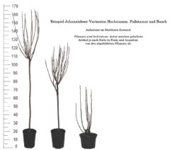 Rolan Ribes Rubrum `Rolan´ 9 Rolan Ribes Rubrum `Rolan´ -Qualitätspflanzenladen 1Beispiel Johannisbeere WuchsformenubMxZbmWVRpso