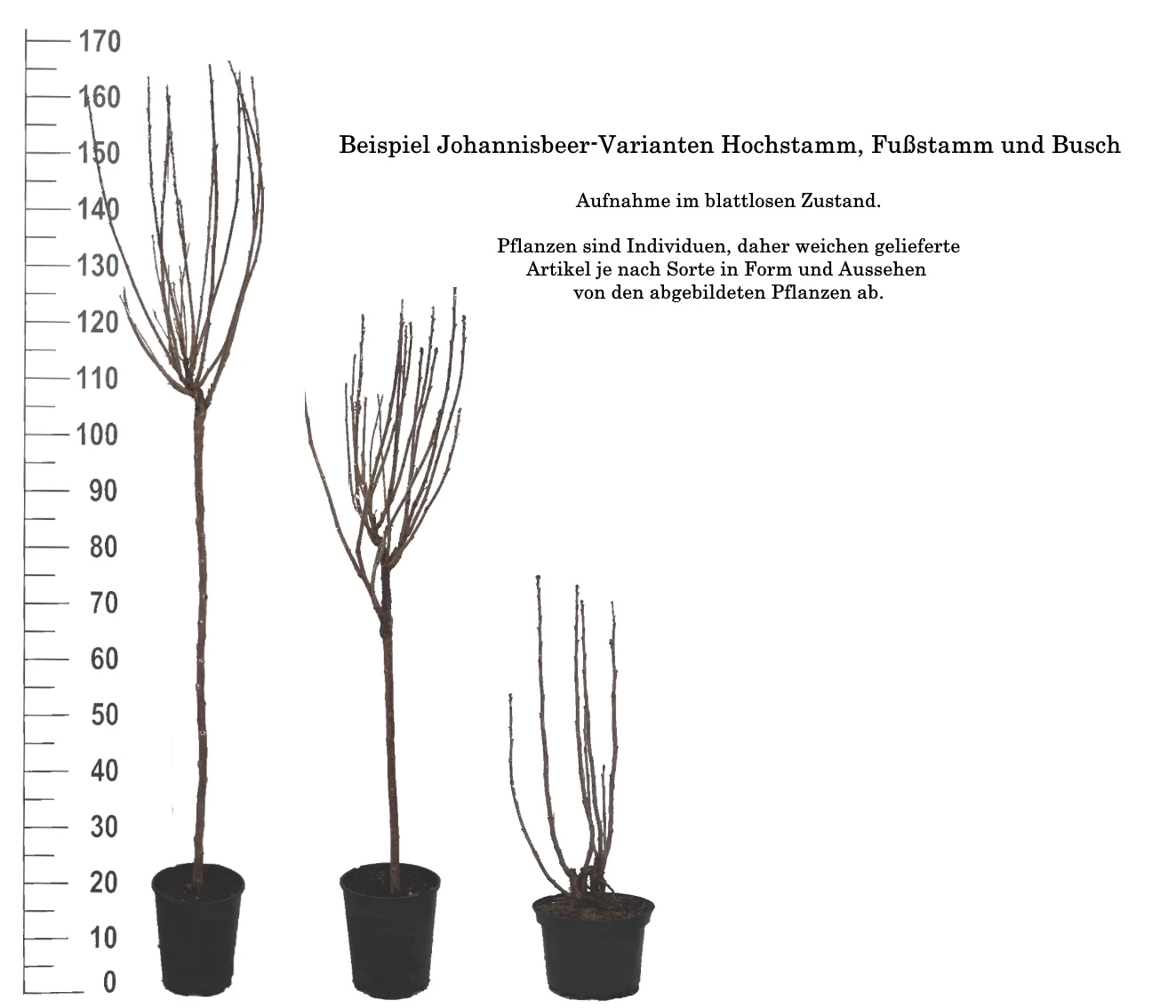 Rolan Ribes Rubrum `Rolan´ 5 Rolan Ribes Rubrum `Rolan´ – Bild 5