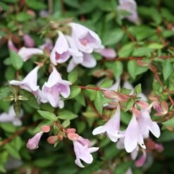 Abelie `Pinky Bells®´ Abelia Grandiflora