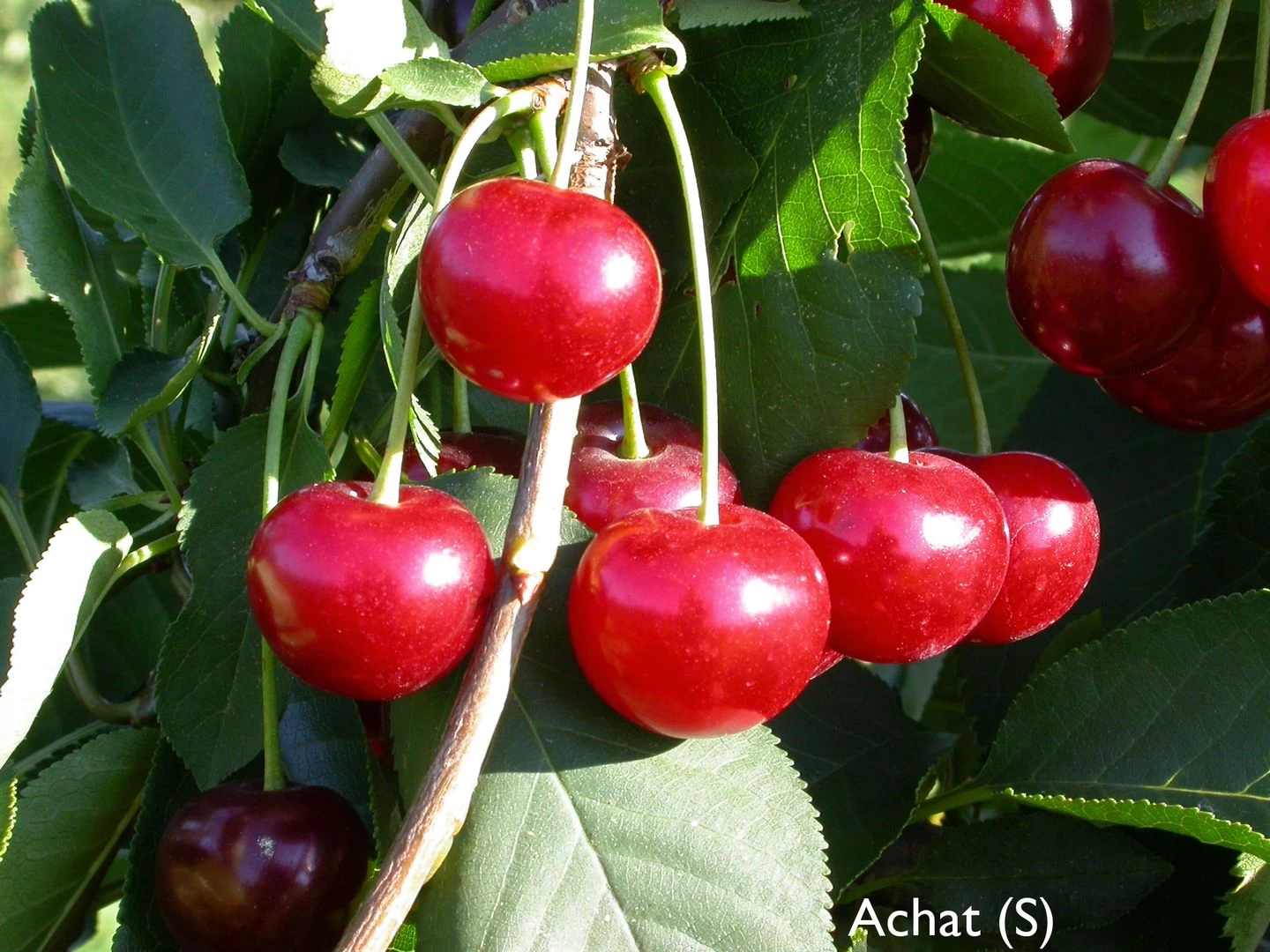 Achat Ⓢ Prunus Cerasus `Achat´ 1 Achat Ⓢ Prunus Cerasus `Achat´