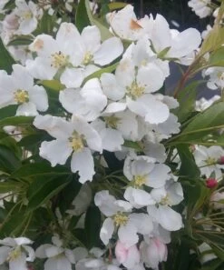 Zwerg-Zierapfel `Adirondack´ Malus ´Adirondack´