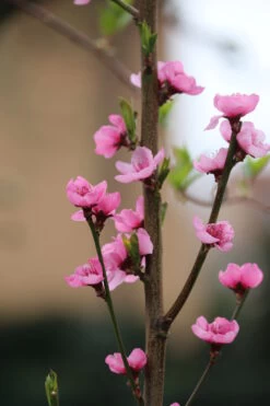 Säulen-Nektarine `Alice Col´ Ⓢ Prunus Nucipersica `Alice Col´ 6 Säulen-Nektarine `Alice Col´ Ⓢ Prunus Nucipersica `Alice Col´ -Qualitätspflanzenladen Alice Col Bl te