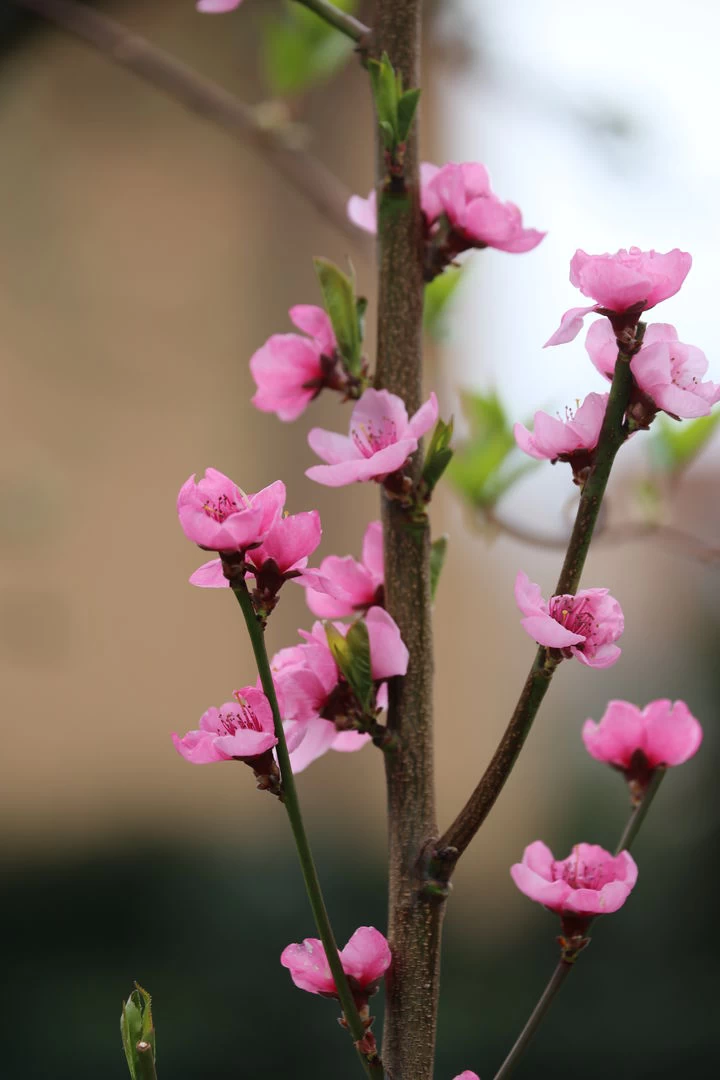 Säulen-Nektarine `Alice Col´ Ⓢ Prunus Nucipersica `Alice Col´ 3 Säulen-Nektarine `Alice Col´ Ⓢ Prunus Nucipersica `Alice Col´ – Bild 3