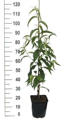 Säulen-Nektarine `Alice Col´ Ⓢ Prunus Nucipersica `Alice Col´ 7 Säulen-Nektarine `Alice Col´ Ⓢ Prunus Nucipersica `Alice Col´ -Qualitätspflanzenladen Alice Col weiss