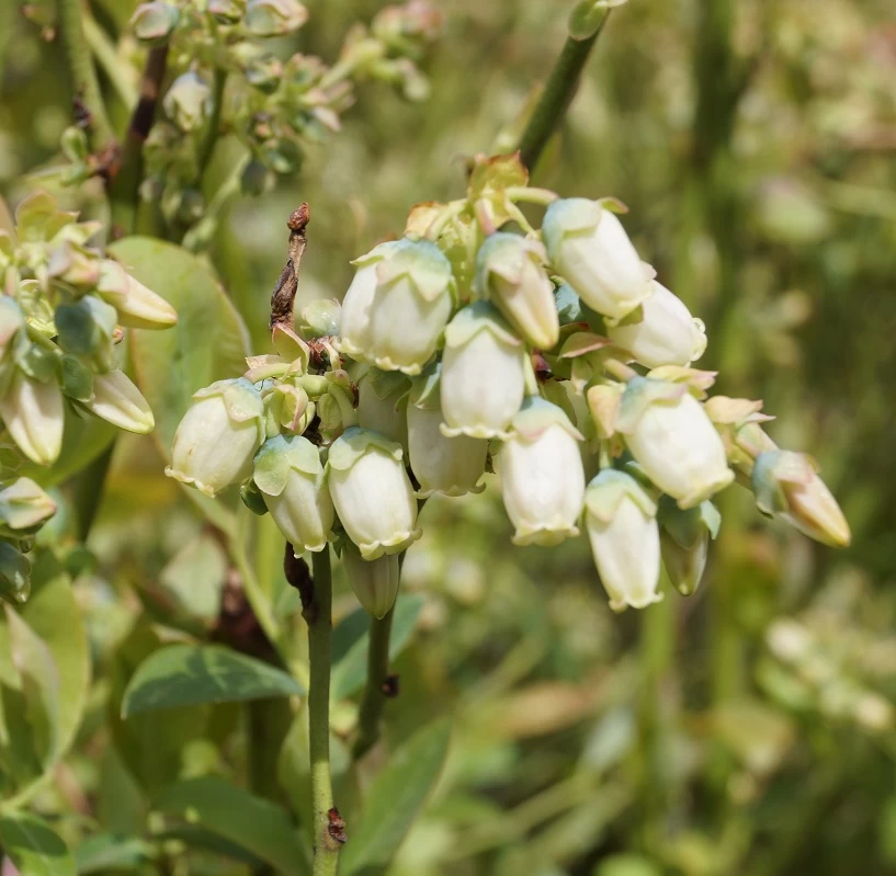 Heidelbeere `Ama´ Vaccinum Corymbosum `Ama´ 2 Heidelbeere `Ama´ Vaccinum Corymbosum `Ama´ – Bild 2