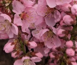 Zwergpfirsich `Amber® Pix ZeeⓈ´ Prunus Persica -Qualitätspflanzenladen Amber Pix Zee