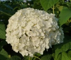Garten-Hortensie `Incrediball®´ Hydrangea Arborescens -Qualitätspflanzenladen Anabelle Hortensie