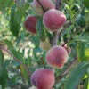 Pfirsich Anneliese Rudolph Prunus Persica `Anneliese Rudolph´