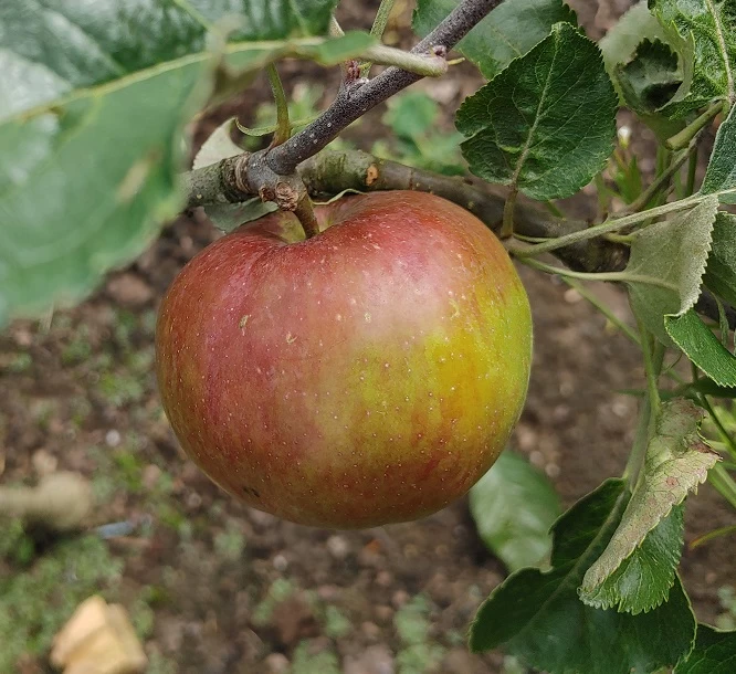 Antonowka Malus Domestica `Antonowka´ 1 Antonowka Malus Domestica `Antonowka´