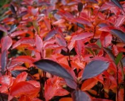 Aronia- Apfelbeere Hugin Aronia Melanocarpa `Hugin´ -Qualitätspflanzenladen Aronia Hugin Herbstf rbung