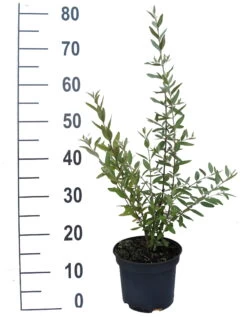 Silberblättrige Büffelbeere Sheperdia Argentea -Qualitätspflanzenladen B ffelbeere weiss