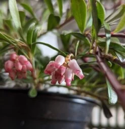 Echte Bärentraube Arctostaphylos Uva-ursi -Qualitätspflanzenladen B rentraube Bl te