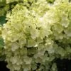 Rispenhortensie `Bobo®´ Hydrangea Paniculata `Bobo´