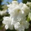 Bauern-Jasmin `Schneesturm´ Philadelphus Coronarius `Schneesturm´