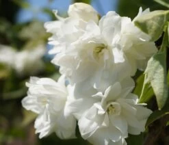 Bauern-Jasmin `Schneesturm´ Philadelphus Coronarius `Schneesturm´