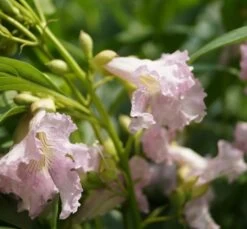 Sommerglocke / Baumoleander `Summer Bells´ Chitalpa Tashkentensis `Summer Bells´ -Qualitätspflanzenladen Baumoleander Summer Bells 1