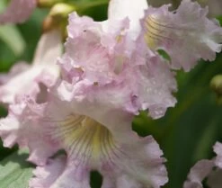 Sommerglocke / Baumoleander `Summer Bells´ Chitalpa Tashkentensis `Summer Bells´ -Qualitätspflanzenladen Baumoleander Summer Bells 4