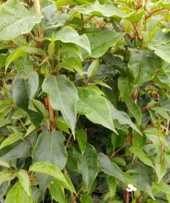 Bayernkiwi Männlich (Befruchtersorte) Actinidia Arguta