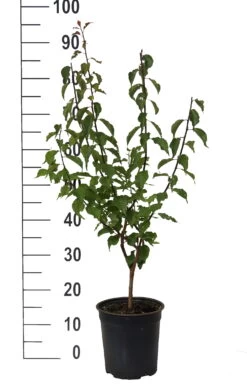 Japanische Zier-Aprikose `Beni-chi-dori´ Prunus Mume `Beni-chi-dori´ -Qualitätspflanzenladen Beni chi dori Zieraprikose