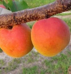 Säulen-Aprikose `Armi-Col´ 150-175cm Prunus Armeniaca `Armi-Col´