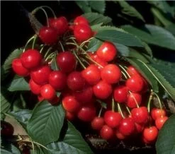 Morellenfeuer Prunus Cerasus `Morellenfeuer´