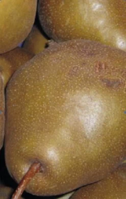 Uta Pyrus Communis `Uta´ -Qualitätspflanzenladen Birne UTA