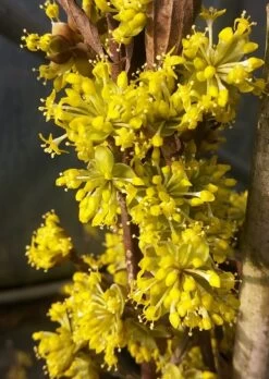 Qualitätspflanzenladen -Qualitätspflanzenladen Bl te Jolico kornelkirsche