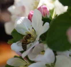 Säulenapfel `Rondo´ Malus Domestica `Rondo´ -Qualitätspflanzenladen Bl te Rondo mit Biene