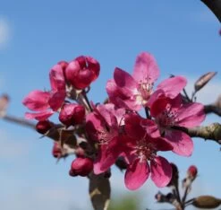 Rotfleischiger Apfel Malus Domestica -Qualitätspflanzenladen Bl te Rotfleischiger Apfel