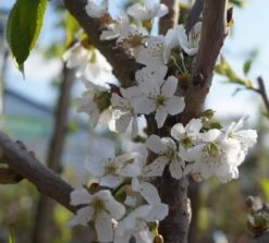 Qualitätspflanzenladen -Qualitätspflanzenladen Bl te Sunburst