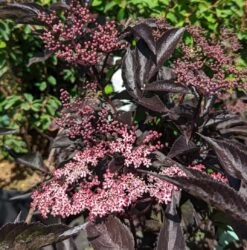 Rotblättriger Holunder `Black Beauty´ Sambucus Nigra `Black Beauty´ -Qualitätspflanzenladen Black Beauty1