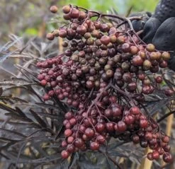 Holunder Black Lace ® Sambucus Nigra `Black Lace´ -Qualitätspflanzenladen Black Lace Furcht