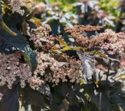 Holunder-Säule Black Tower (R) Sambucus Nigra `Black Tower´ 8 Holunder-Säule Black Tower (R) Sambucus Nigra `Black Tower´ -Qualitätspflanzenladen Black Tower1