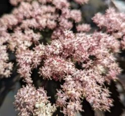 Holunder-Säule Black Tower (R) Sambucus Nigra `Black Tower´ 9 Holunder-Säule Black Tower (R) Sambucus Nigra `Black Tower´ -Qualitätspflanzenladen Black tower2