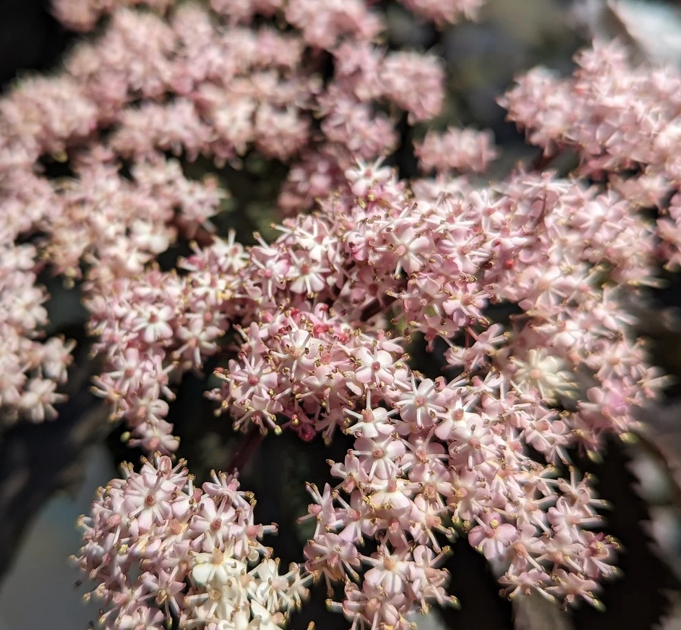 Holunder-Säule Black Tower (R) Sambucus Nigra `Black Tower´ 5 Holunder-Säule Black Tower (R) Sambucus Nigra `Black Tower´ – Bild 5