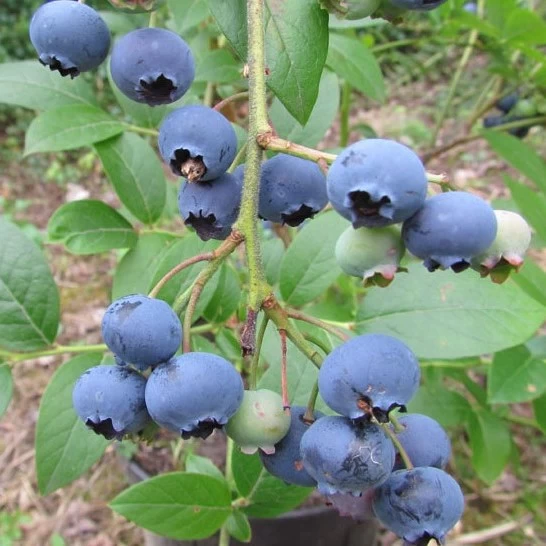 Heidelbeere `Ama´ Vaccinum Corymbosum `Ama´ 1 Heidelbeere `Ama´ Vaccinum Corymbosum `Ama´