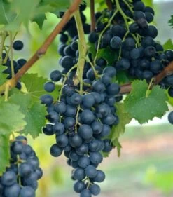 Blauer Muskateller Vitis `Blauer Muskateller´