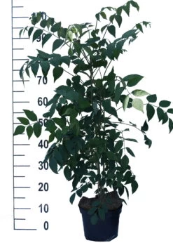 Blauschote / Blaugurkenbaum Decaisnea Fargesii -Qualitätspflanzenladen Blauschote Decaisnea weiss