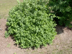 Sibirische Blaubeere "Blue Velvet" Lonicera Kamtschatica `Blue Velvet´ -Qualitätspflanzenladen Blue Velvet Kordes Jungpflanzen