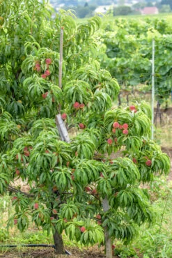 Zwergpfirsich `Bonanza´ Prunus Persica -Qualitätspflanzenladen Bonanza