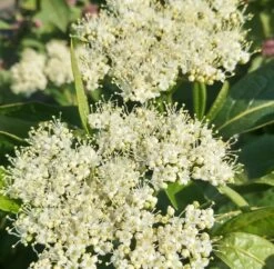 Amerikanischer Schneeball `Brandywine´ Viburnum Nudum `Brandywine´ -Qualitätspflanzenladen Brandywine bl te