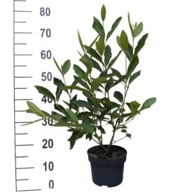 Amerikanischer Schneeball `Brandywine´ Viburnum Nudum `Brandywine´ -Qualitätspflanzenladen Brandywine weiss