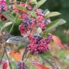 Amerikanischer Schneeball `Brandywine´ Viburnum Nudum `Brandywine´