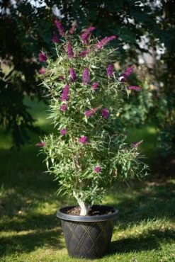 Säulen-Sommerflieder `Butterfly Tower´ Buddleja Davidii `Butterfly Tower´ 5 Säulen-Sommerflieder `Butterfly Tower´ Buddleja Davidii `Butterfly Tower´ -Qualitätspflanzenladen Butterfly Tower Kordes Jungpflanzen2