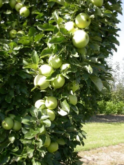 Zwergapfel `Cactus´ Malus Domestica `Cactus´ -Qualitätspflanzenladen Cactus 1