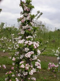 Zwergapfel `Cactus´ Malus Domestica `Cactus´ -Qualitätspflanzenladen Cactus2
