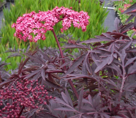 Holunder `Cherry Lace´ Sambucus Nigra `Cherry Lace´ 2 Holunder `Cherry Lace´ Sambucus Nigra `Cherry Lace´ – Bild 2