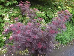 Holunder `Cherry Lace´ Sambucus Nigra `Cherry Lace´ 5 Holunder `Cherry Lace´ Sambucus Nigra `Cherry Lace´ -Qualitätspflanzenladen Cherry LAce3